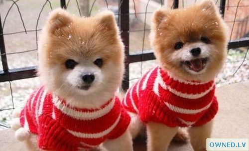 Sweater Puppies