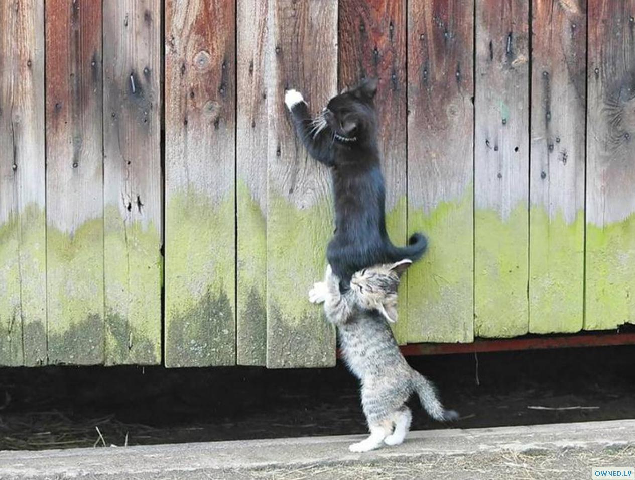 Team work kittens