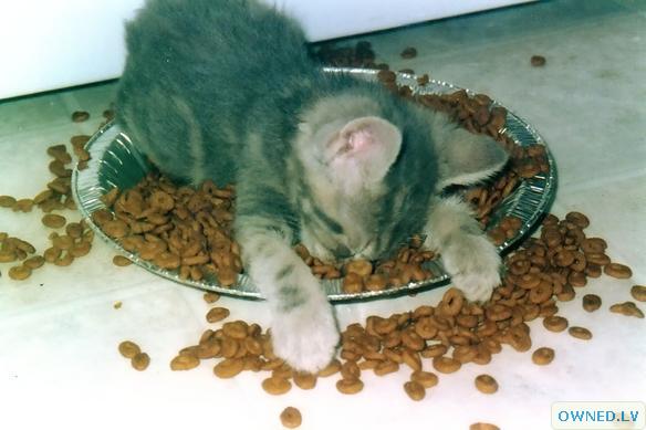 This kitten is too tired to eat