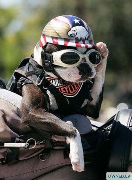 Unreal biker dog!