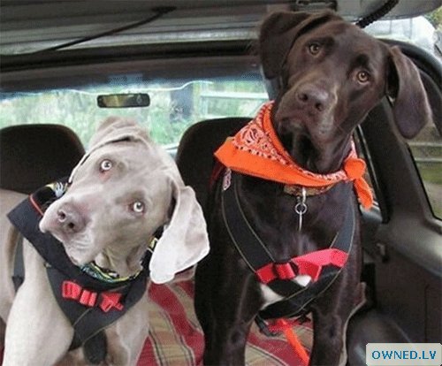 These cut dogs just wanted to know where they were going!