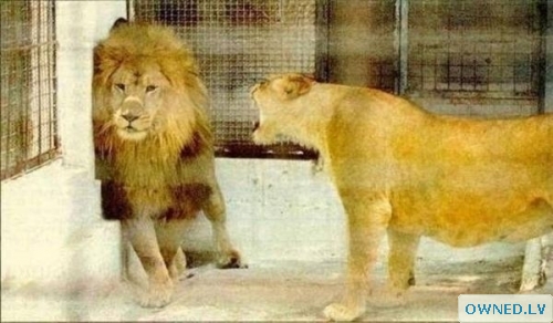 Even lions have to deal with all the nagging that comes with the married life.