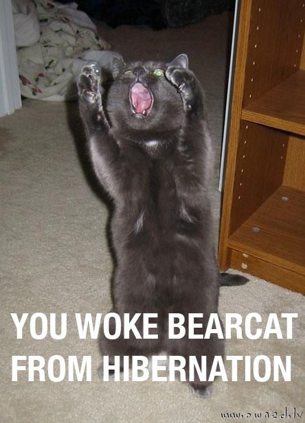 Bearcat