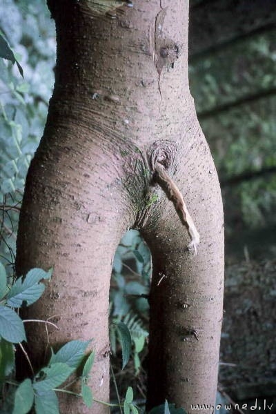 Male tree