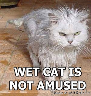 Wet cat is not amused