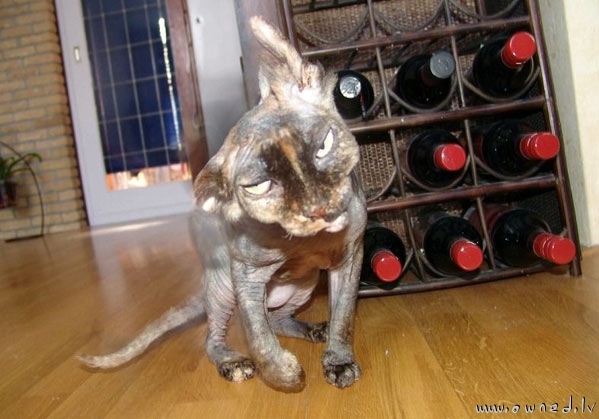 Drunk cat ?