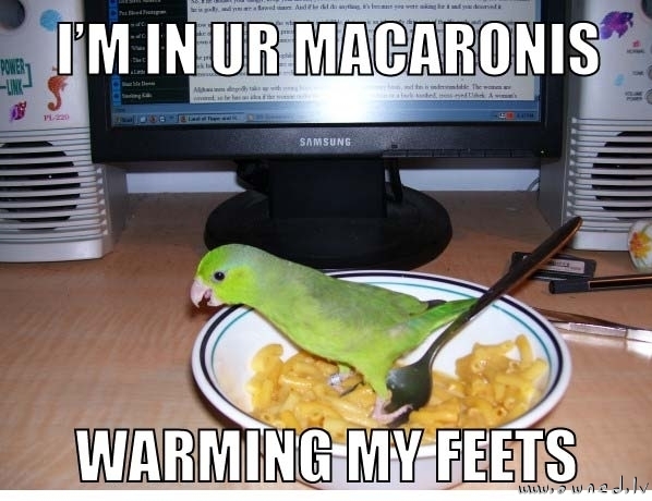 I'm in your macaronis