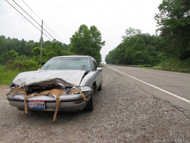 Deer vs car