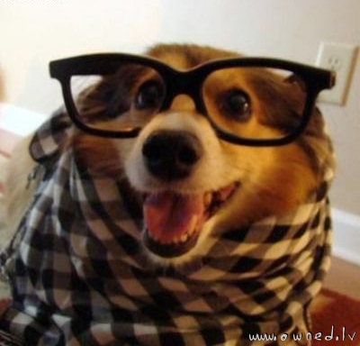 Hipster dog