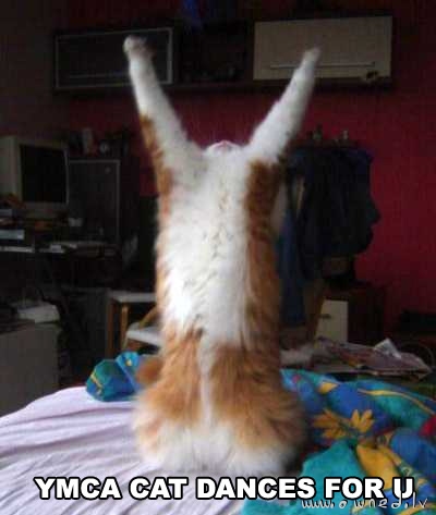 YMCA cat dances for you