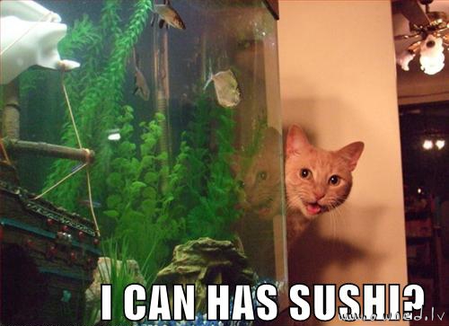 I can has sushi ?