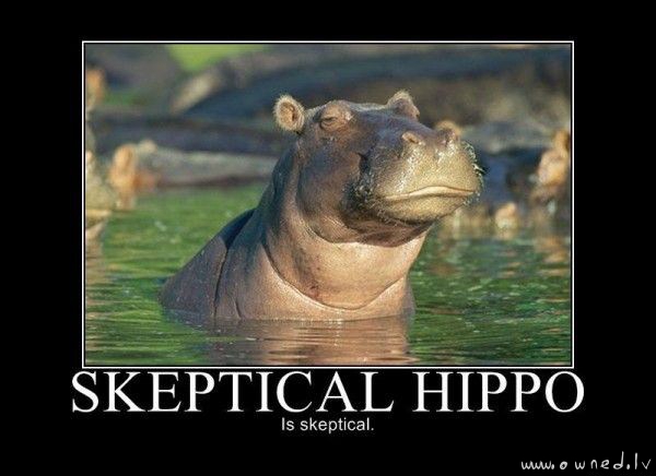 Skeptical hippo
