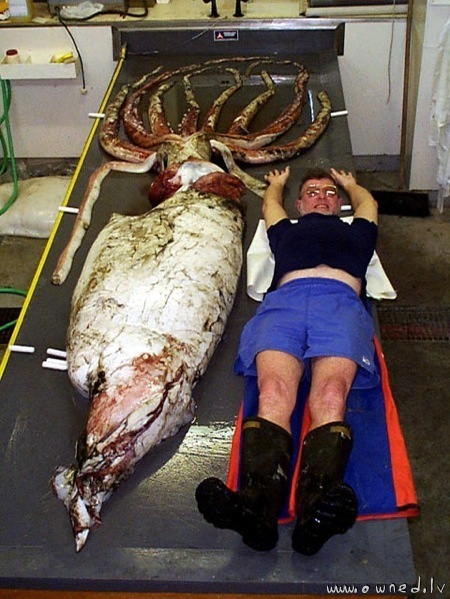 Giant squid