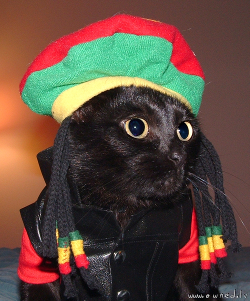 Rasta cat