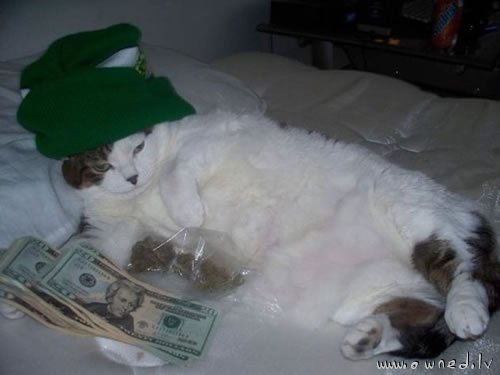 Gangsta cat