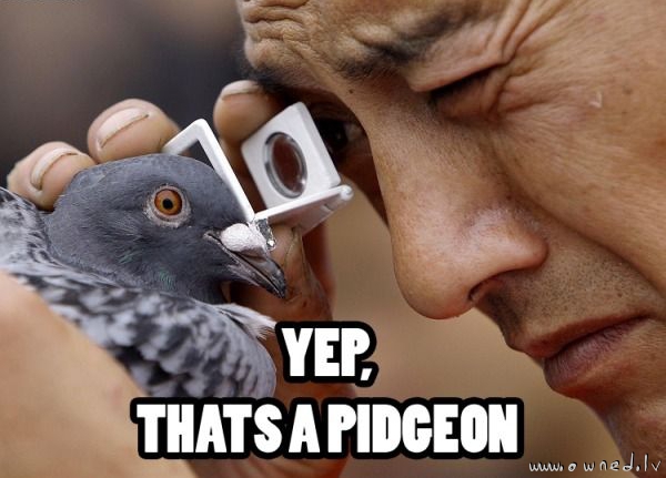 Yep thats a pidgeon