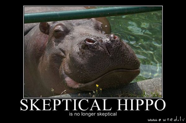 Skeptical hippo
