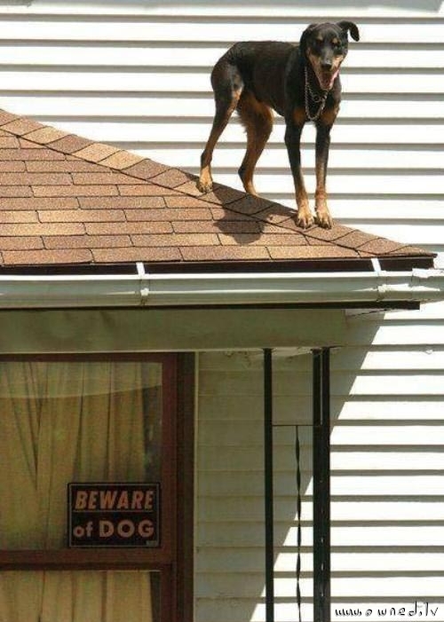 Beware of dog