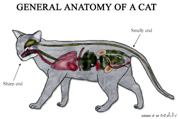 General anatomy of a cat