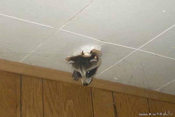 Ceiling raccoon