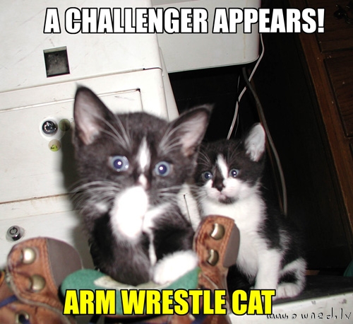 Arm wrestle cat
