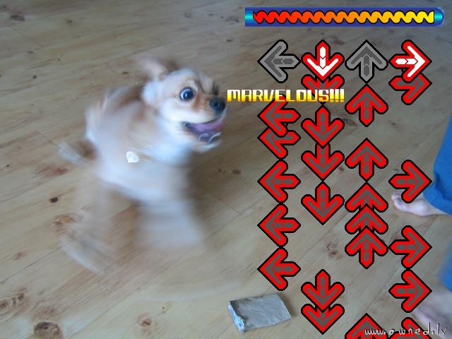 Dance dance revolution dog