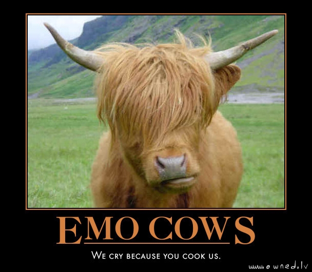 Emo cows