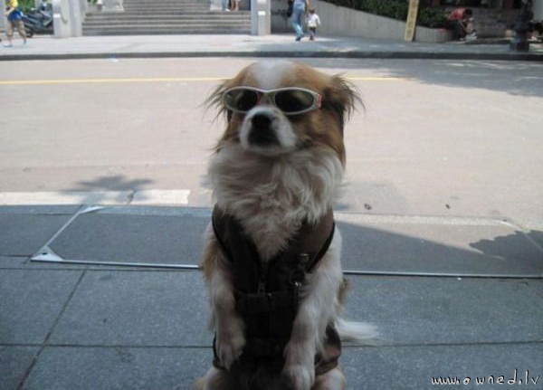 Cool dog