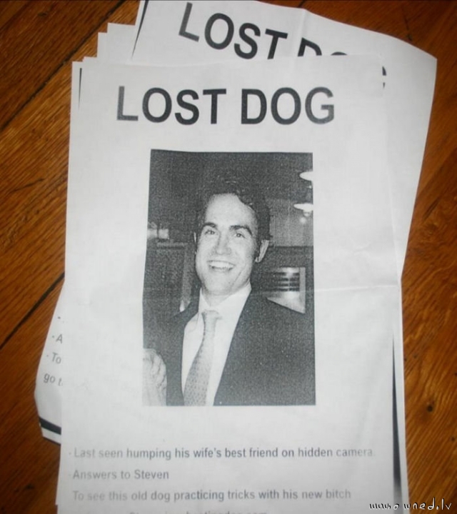 Lost dog