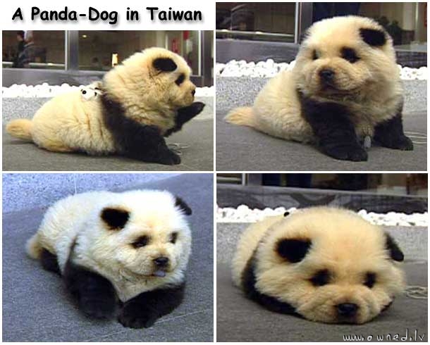 Panda dog