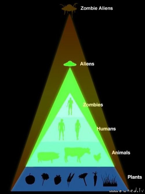 Food chain