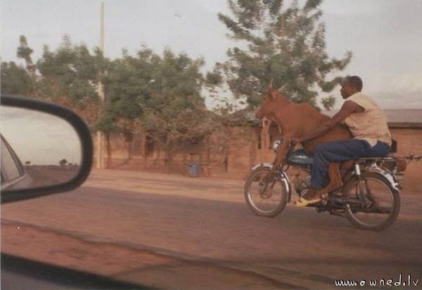 Cow on a motorcycle