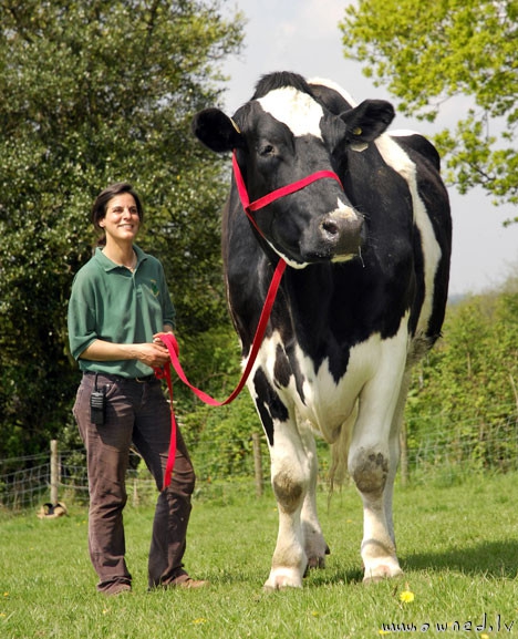 Giant cow