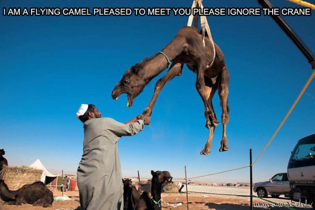 Flying camel