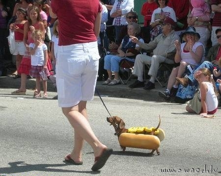 A wiener dog