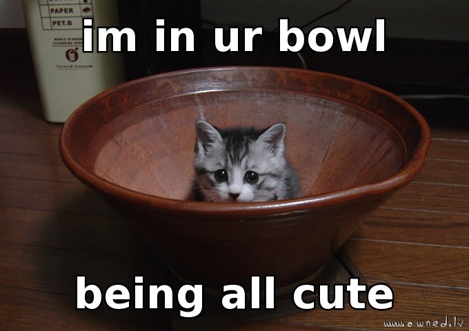 I am in your bowl being all cute