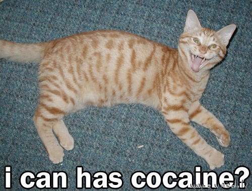 I can has cocaine ?