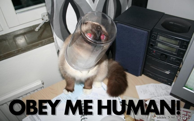 Obey me human !