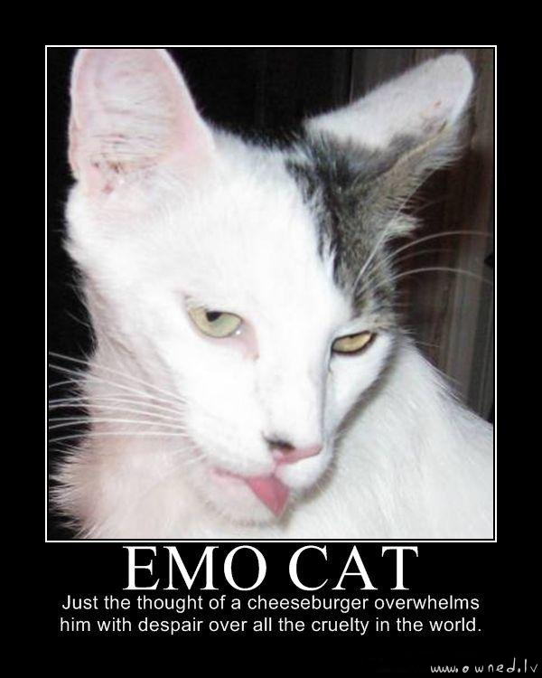 Emo cat