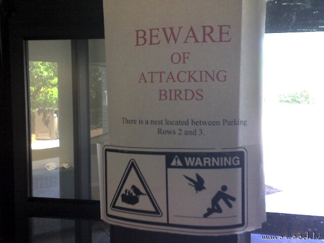 Beware of attacking birds
