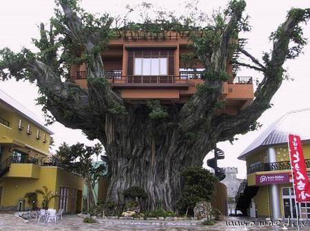 Amazing tree house