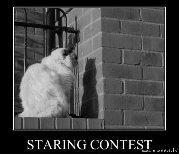 Staring contest