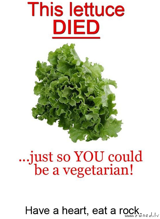 This lettuce died