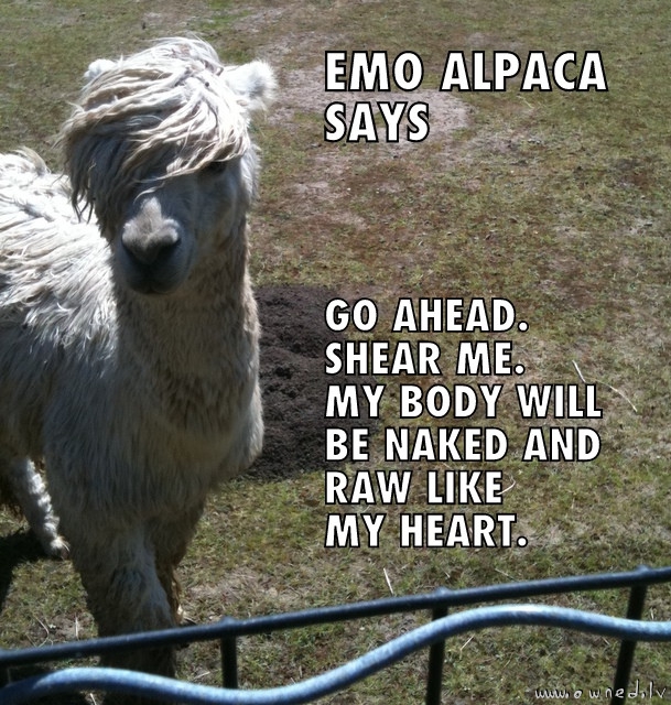 Emo alpaca