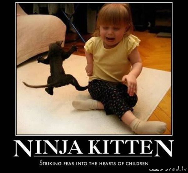 Ninja kitten