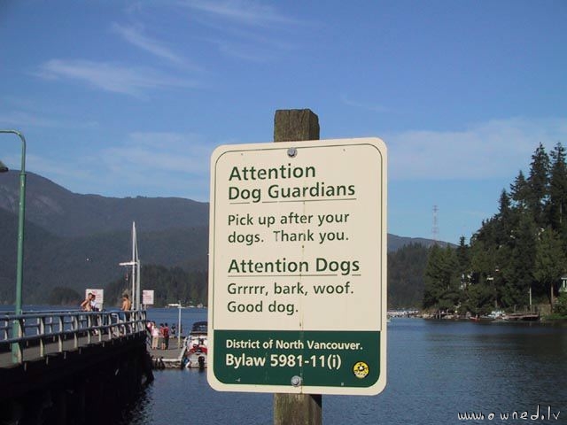 Attention dogs