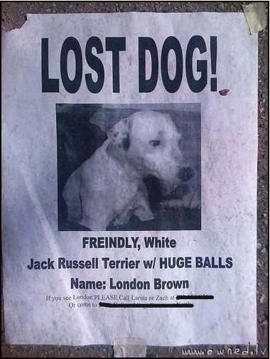 Lost dog with huge balls