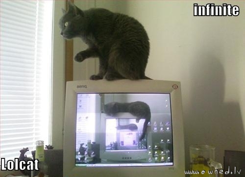 Lolcat infinite