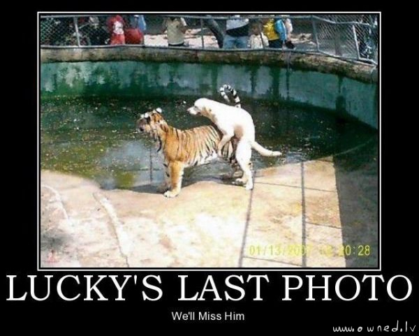 Luckys last photo