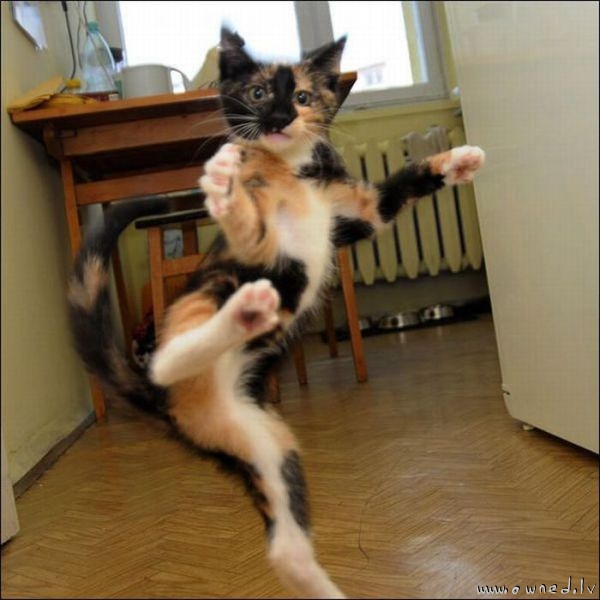 Karate cat